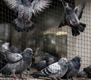 Pigeon Safety Nets